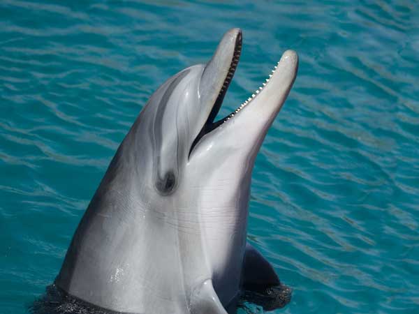 Dolphin in Key West, FL